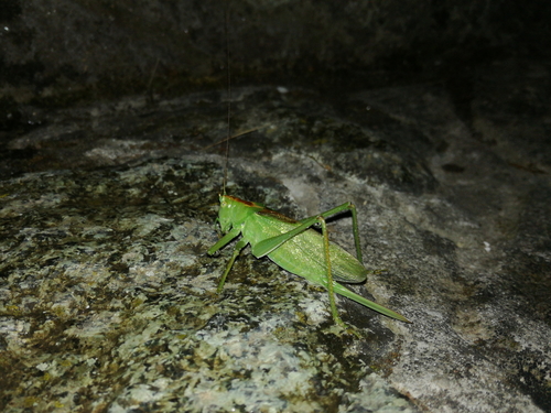 Kratkokrili zeleni konjic (Tettigonia cantans)