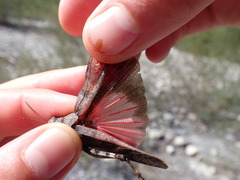 Bryodemella tuberculata