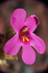 Diplacus cusickioides