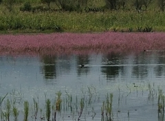 Tachybaptus dominicus