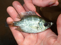 Centrarchus macropterus