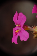 Diplacus cusickioides