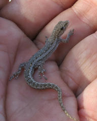 Lygodactylus bradfieldi