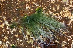 Chaetomorpha antennina