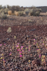 Diplacus cusickioides