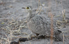 Pterocles bicinctus bicinctus