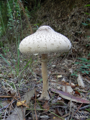 Macrolepiota bonaerensis