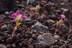 Diplacus cusickioides