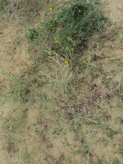 Corispermum hyssopifolium