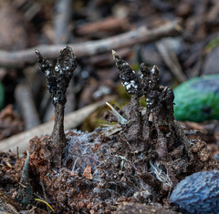 Xylaria putaminum