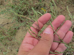 Corispermum hyssopifolium