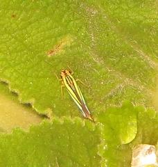 Poecilocarda cosmopolita