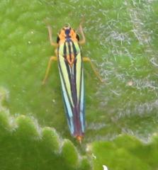 Poecilocarda cosmopolita
