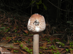 Macrolepiota bonaerensis