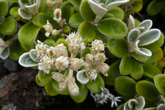 Brachyglottis bidwillii