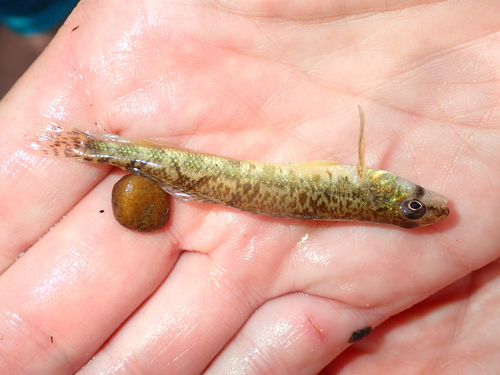 Etheostoma oophylax
