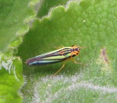 Poecilocarda cosmopolita