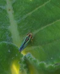 Poecilocarda cosmopolita