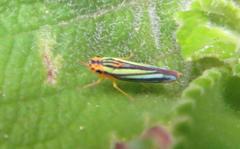 Poecilocarda cosmopolita