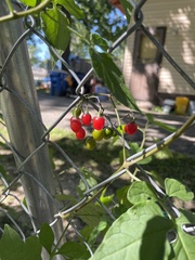 Solanum dulcamara