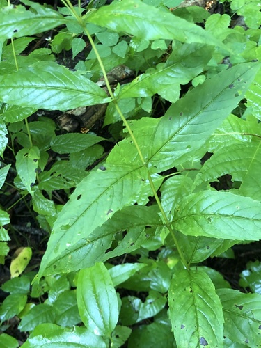 Image of Pycnanthemum montanum by (c) Dax Ledesma, some rights reserved (CC BY)