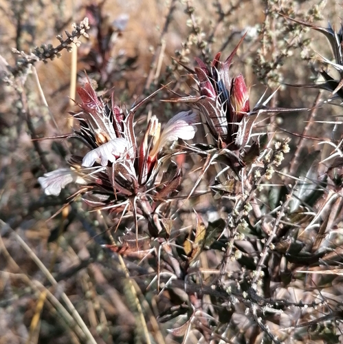 Image of Blepharis capensis by no rights reserved