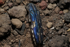 Agrilus walsinghami