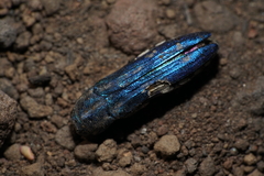 Agrilus walsinghami