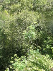 Notobubon gummiferum