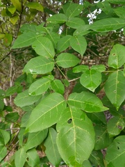 Tabebuia roseoalba