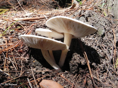 Melanoleuca exscissa