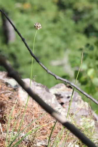 Allium condensatum, photograph 4