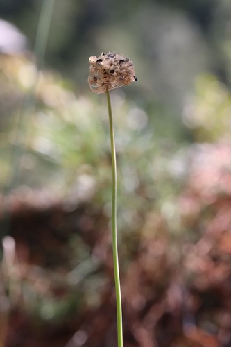 Allium condensatum, photograph 5