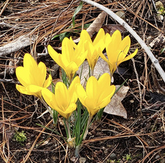 Crocus chrysanthus
