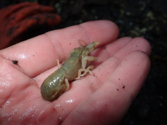 Upogebia pugettensis