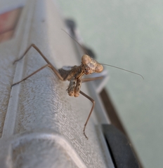 Mantidae