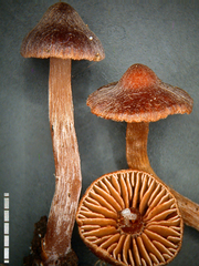 Cortinarius fulvopaludosus
