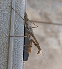 Mantidae