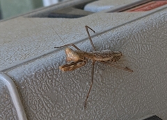 Mantidae