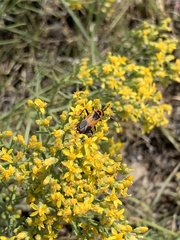 Chauliognathus basalis