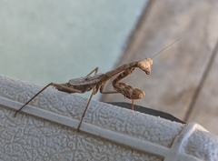 Mantidae