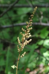 Astilbe chinensis