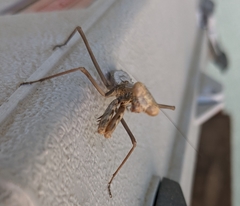 Mantidae