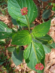 Lantana × strigocamara