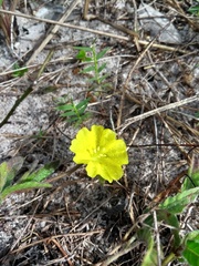 Daustinia montana