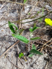 Daustinia montana