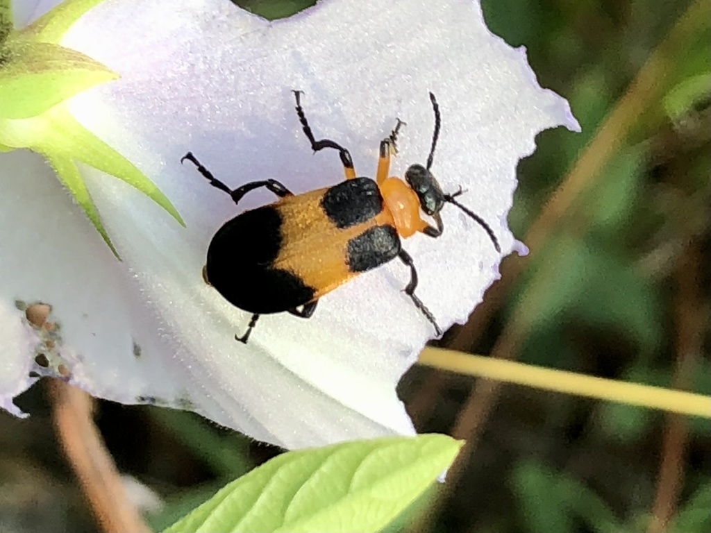 Tetraonyx quadrimaculata