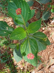 Lantana × strigocamara