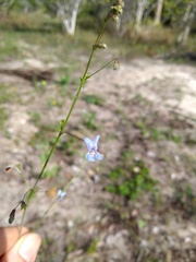 Hypenia salzmannii