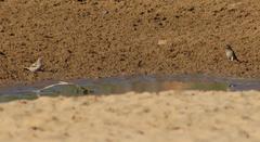 Passer diffusus stygiceps